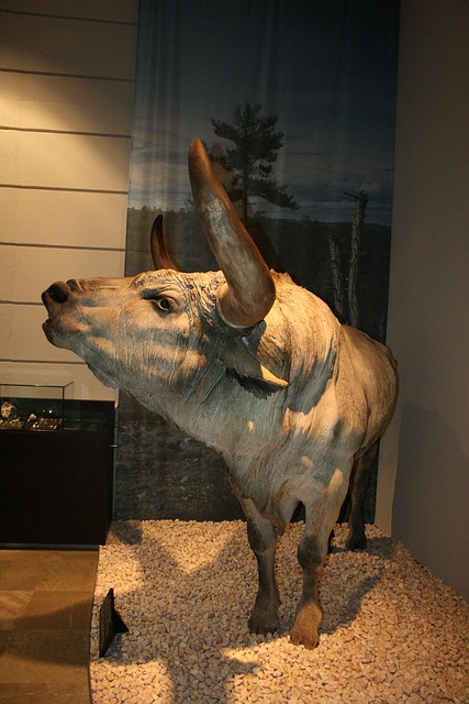 Aurochs, Tyr, Forhistorie, Valltorta