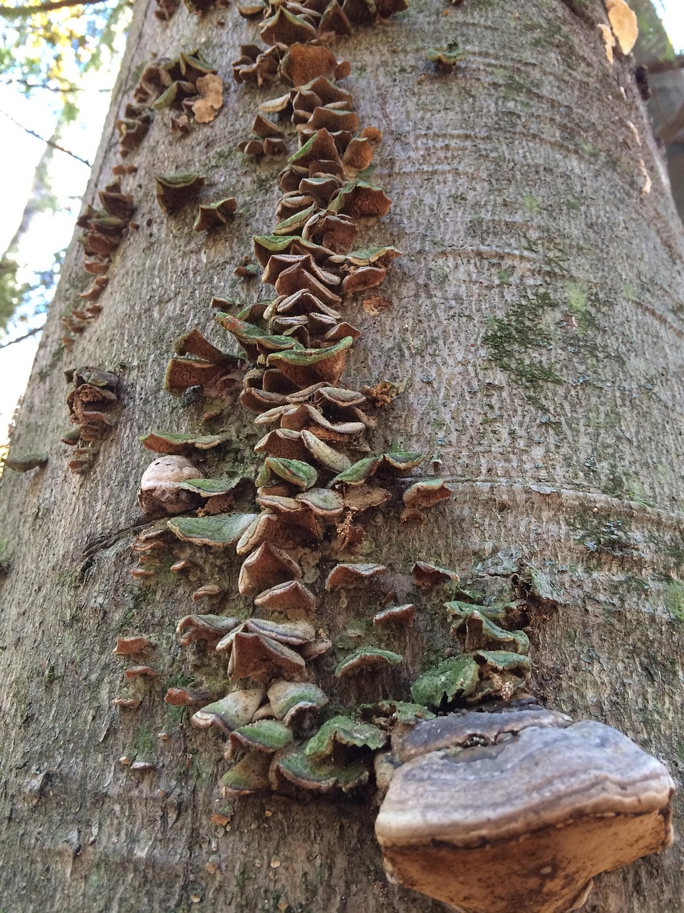 Fungus Trees Nature Free photo on Pixabay Pixabay