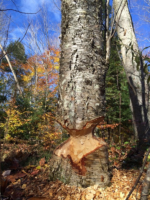 Majavat, Majava Leikattu, Tuhoaminen