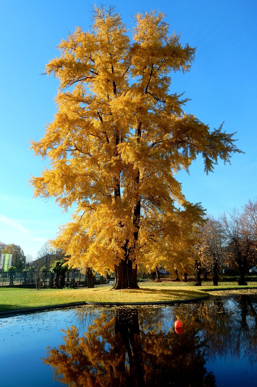 Baum Golden Gold Kostenloses Foto auf Pixabay