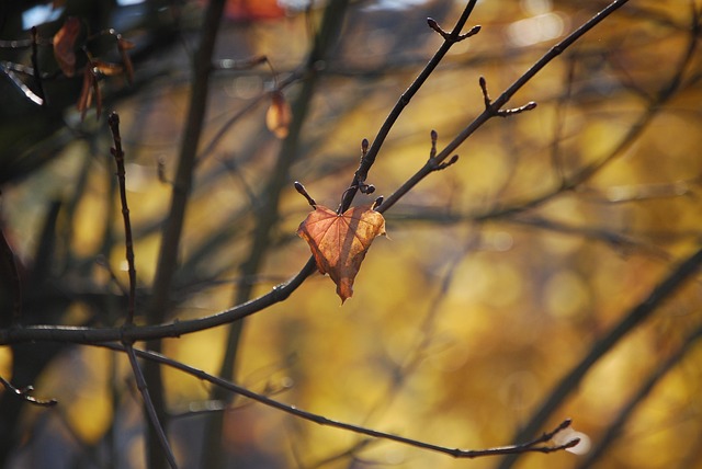 Free Fall Nature photo and picture