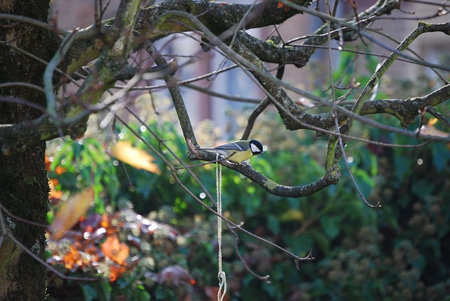 Free Small Bird Songbird photo and picture