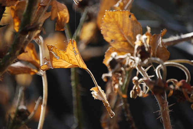Free Autumn Impression Autumn Leaves photo and picture