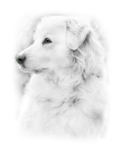 Free Dog German Shepherd illustration and picture