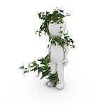 ivy, plant, green