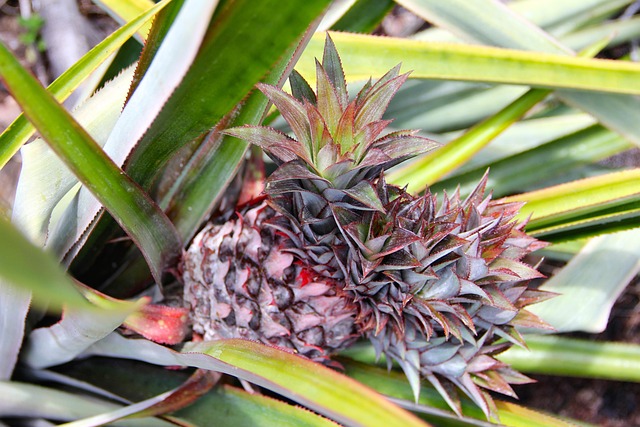 Piña Planta Cactus - Foto gratis en Pixabay