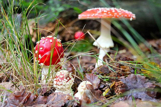 Free Toadstool Forest photo and picture