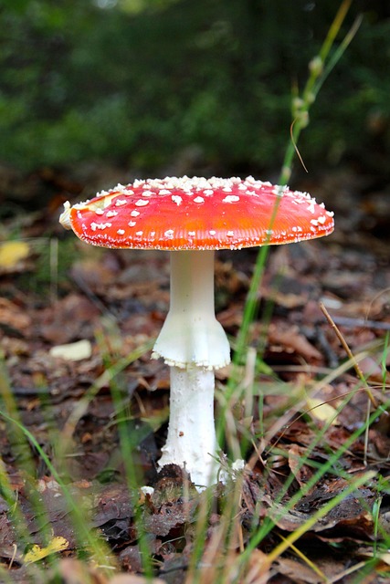 Free Toadstool Forest photo and picture