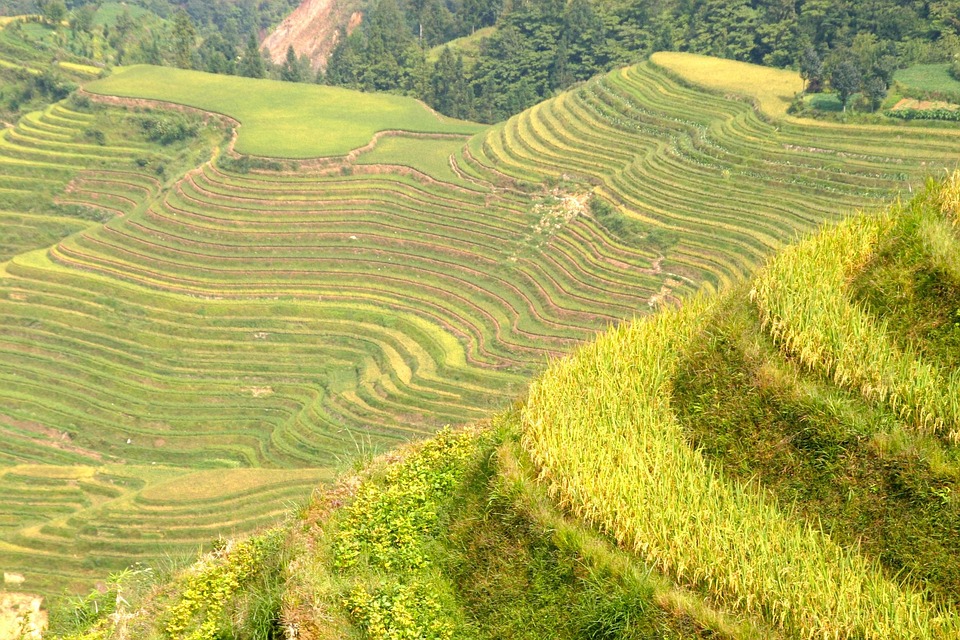 rice-plantation-plantations-free-photo-on-pixabay-pixabay