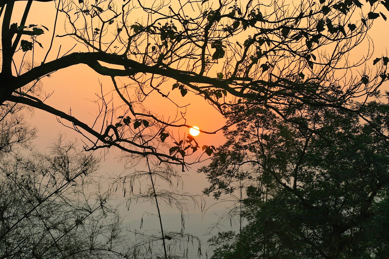 日落 树 自然 - Pixabay上的免费照片 - Pixabay