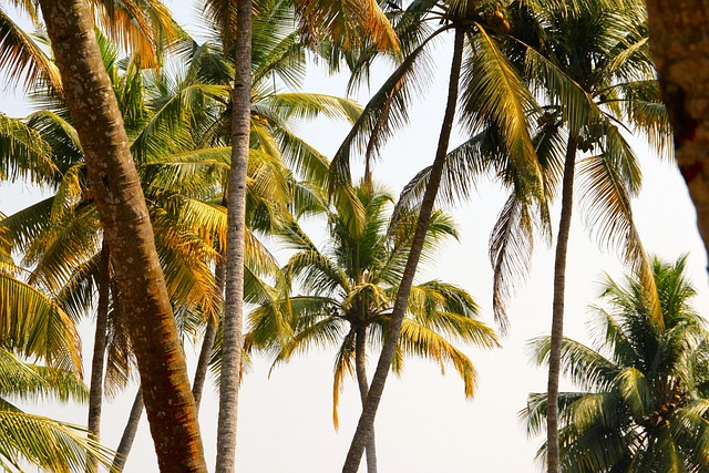 Palm tree, summer, vacations and tree — photo by Peggy_Marco