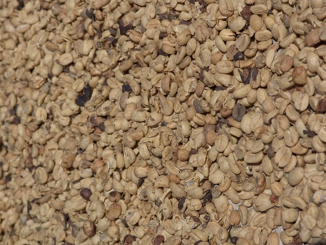 Free Coffee Plantation photo and picture