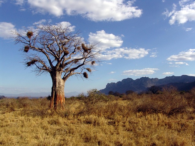 baobab, nature, baobab tree, africa, baobab dino, tree