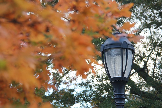 Free Fall Leaves photo and picture