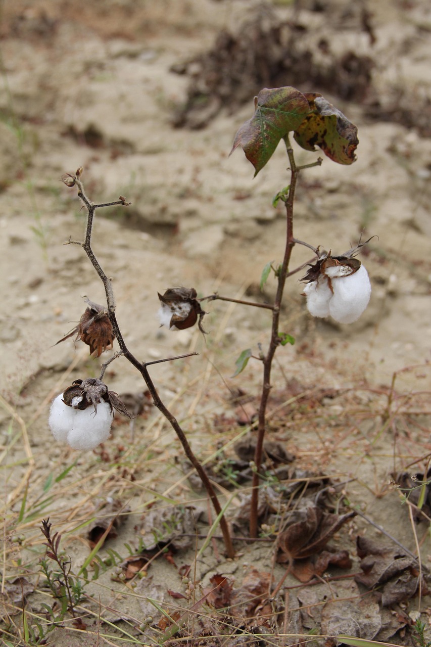 Bomull Växt Buskbomull Gratis foto på Pixabay Pixabay