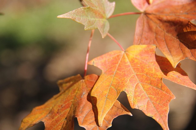 Free Autumn Fall photo and picture
