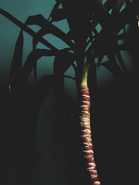 Free Yucca Plant photo and picture