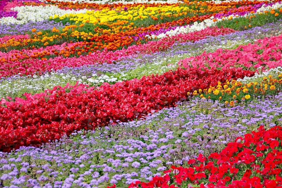 Blomster Seng Haven - Gratis foto på Pixabay