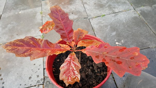 Free Autumn Oak photo and picture