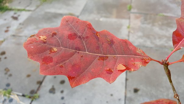 Free Oak Leaf Autumn photo and picture