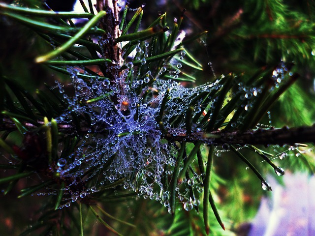 Free Drops Drop photo and picture
