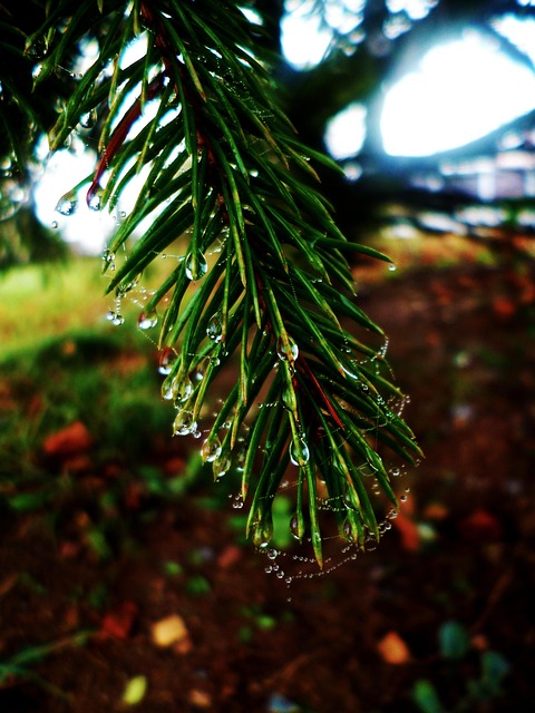 Free Needles Drops photo and picture