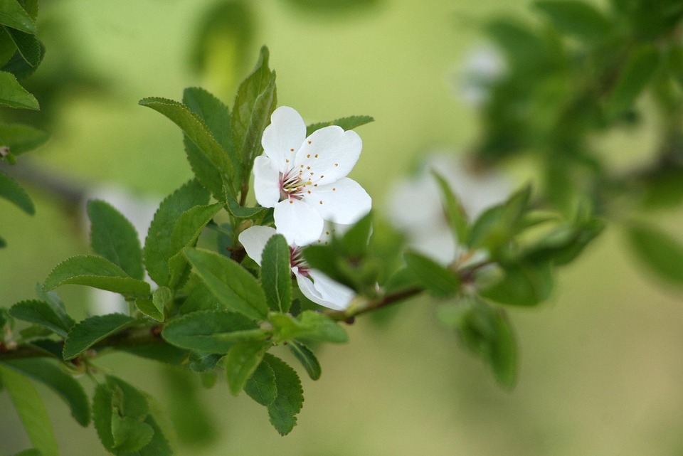 Spring Flower Color White Spring Flower White - Free photo on Pixabay - Pixabay