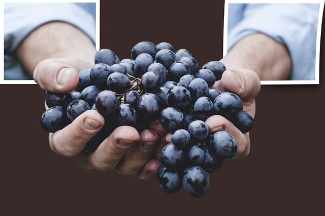 Free out of bound grapes fruit illustration