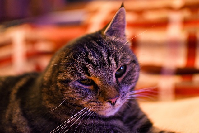 Kat, Schattig, Dier, Natuur, Huisdier