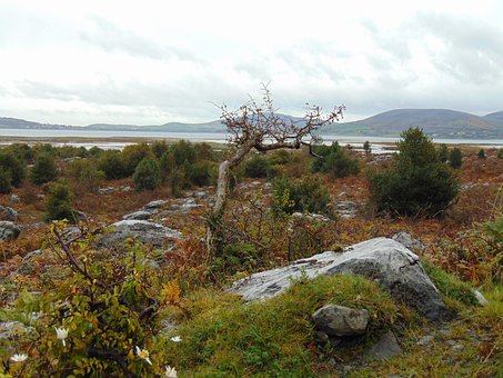 Free Tree Wild photo and picture