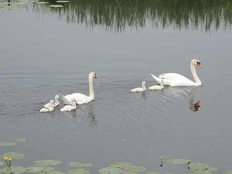 Free Water Swans photo and picture