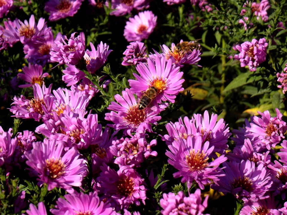 秋天 花 自然 - Pixabay上的免费照片 - Pixabay