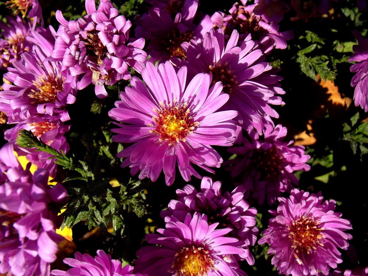 秋天 花 自然 - Pixabay上的免费照片 - Pixabay