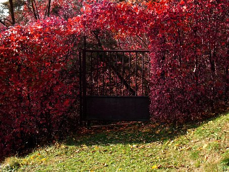 Free Autumn Nature photo and picture