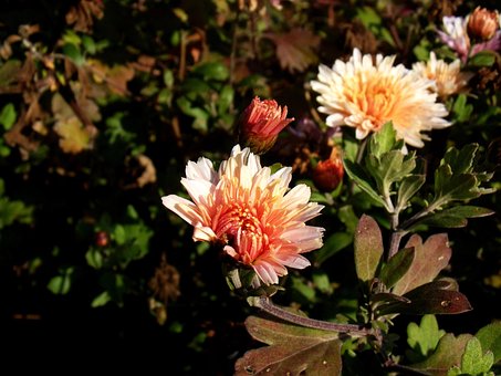 Free Flower Nature photo and picture