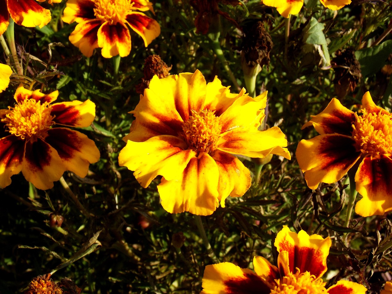 秋天 花 自然 - Pixabay上的免费照片 - Pixabay