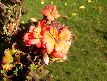 Free Flower Nature photo and picture