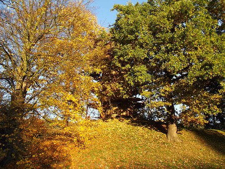 Free Autumn Trees photo and picture