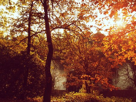 Free Autumn Sun photo and picture