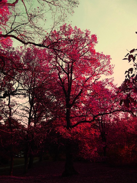 Free Autumn Nature photo and picture