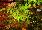 leaves, sunlight, leaf