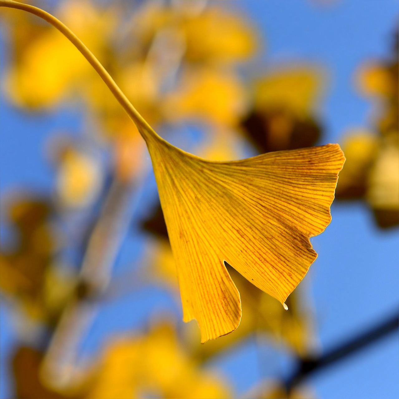 600以上の無料銀杏&イチョウ画像 - Pixabay