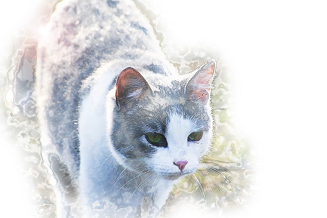 Free animal cat kitten illustration