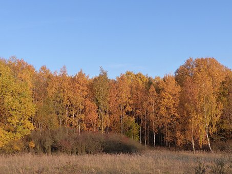 Free Forest Leaves photo and picture