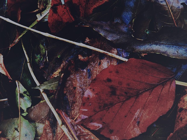 Free Leaves Autumn photo and picture