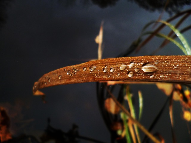 Free Drop Macro photo and picture