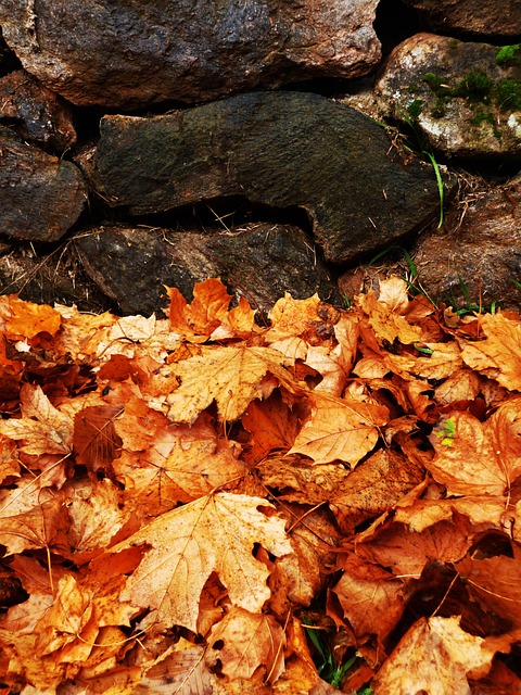 Free Autumn Leaves photo and picture