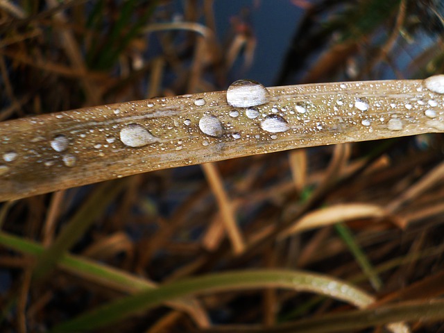 Free Blade Of Grass Macro photo and picture