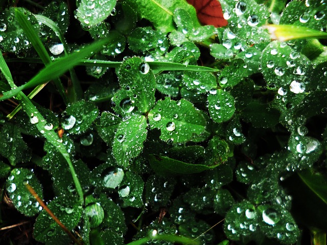 Free Clover Macro photo and picture