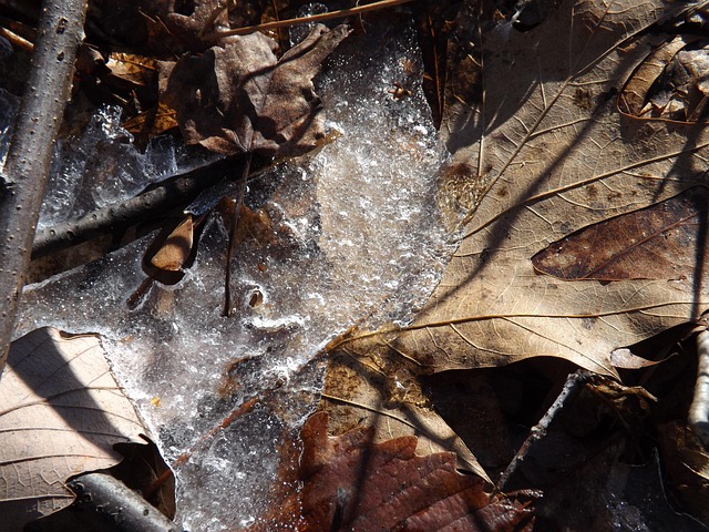 Blatt, Eis, Winter, Gefroren, Natur
